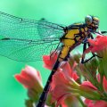 Dragonfly on Pink Flower