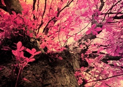 Pink Camo_Fifi Flowering Tree