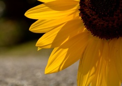Grounded Sunflower