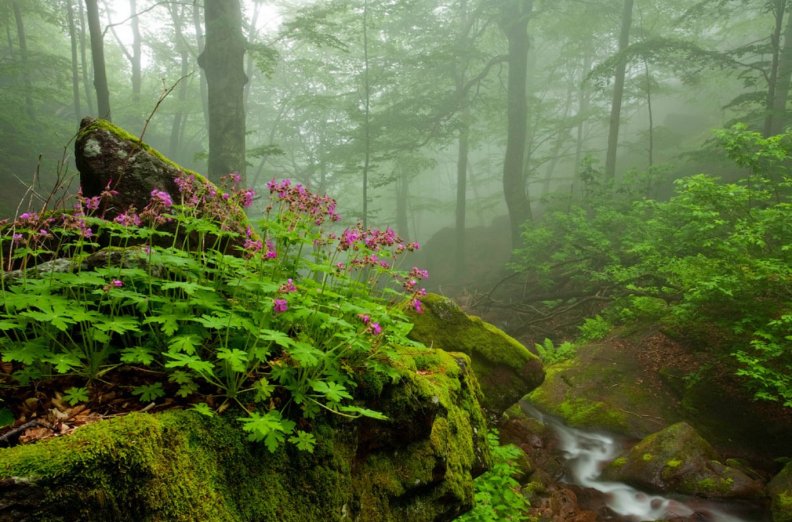 Stream in the Misty Forest