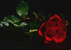 * Red rose *