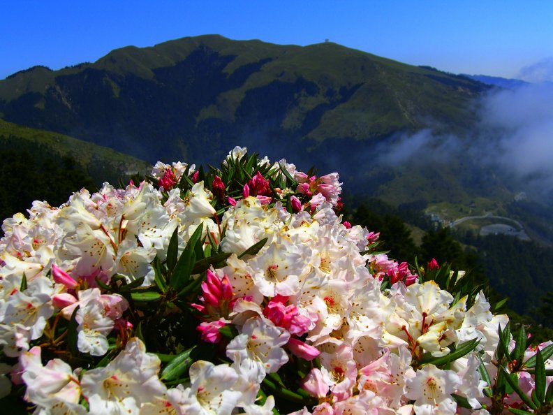 MOUNTAIN BLOSSOMS