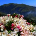MOUNTAIN BLOSSOMS