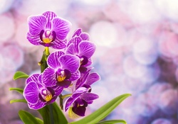 Pretty orchids