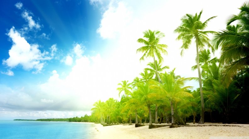 palm_trees_beach.jpg