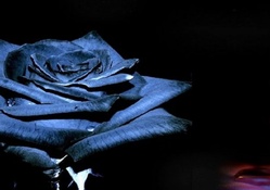 Fashion Blue Rose