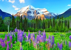 Canadian Rockies Wildflowers