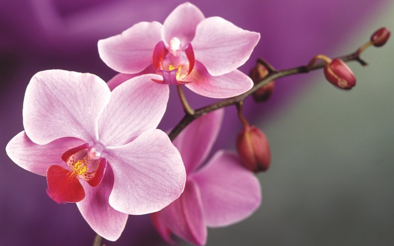 pink_orchids.jpg