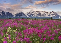 Field of Wild Flowers in British Columbia, Canada