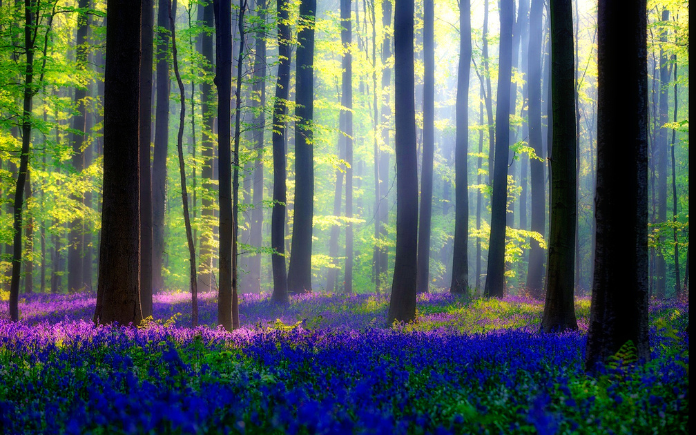 Bluebells forest