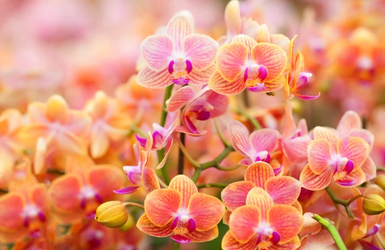Beautiful orchids