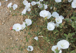 Desert flower and desert bee species