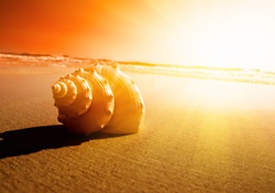 Seashell at Sunset