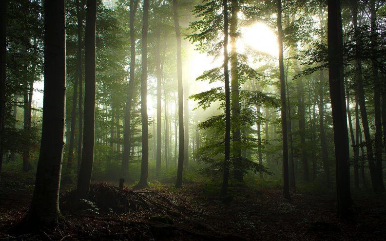 morning_light_in_forest.jpg