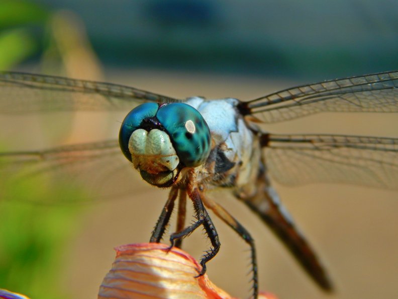 beautiful_blue_dragonfly.jpg