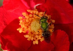 Macro Bee and Flower