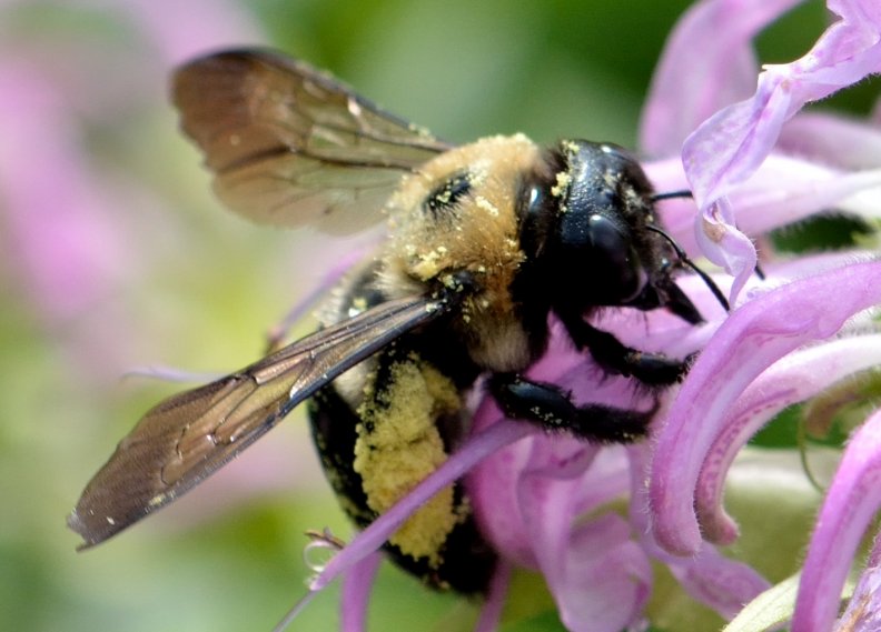 Busy Carpenter Bee