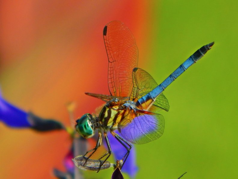amazing_close_up_dragonfly.jpg