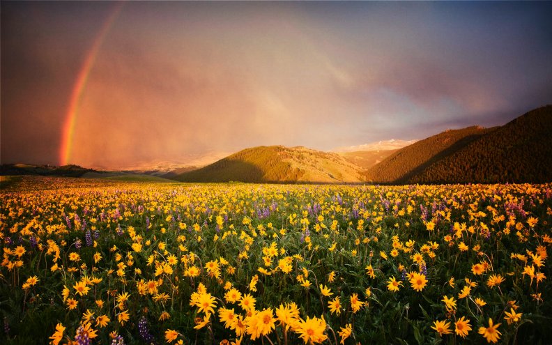 rainbow_over_the_wildflower_meadows.jpg