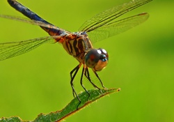 Close Up Dragonfly