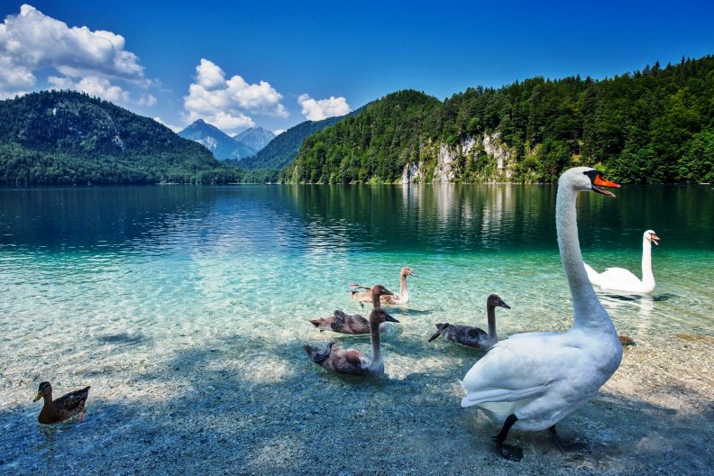 the_swan_lake.jpg