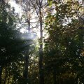 The sun that peeks through the trees