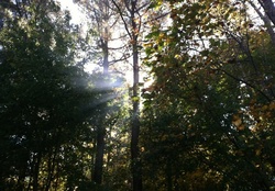 The sun that peeks through the trees