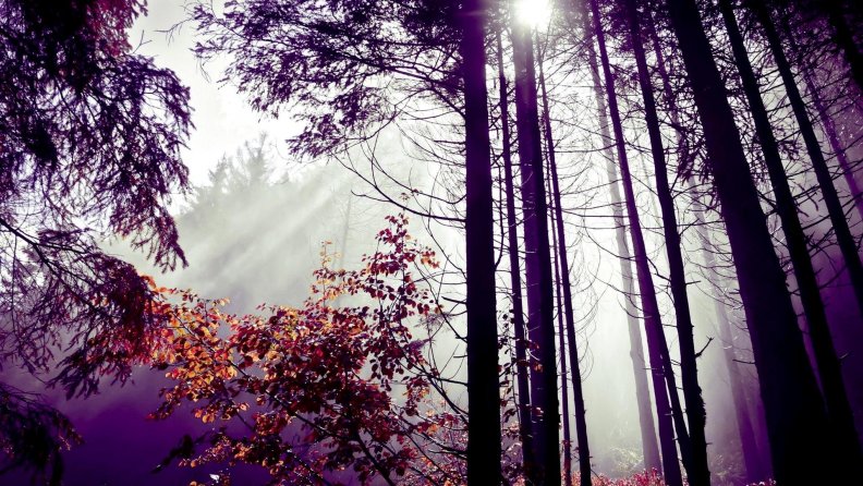 misty_forest_sunshine.jpg