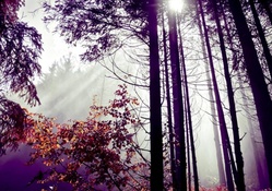 misty forest sunshine
