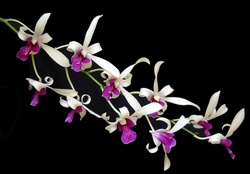 Dainty Orchids