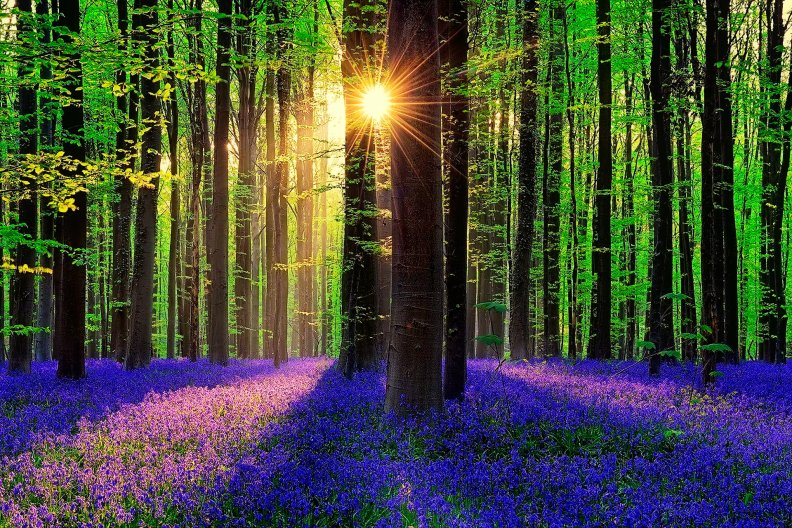 forest_sunlight.jpg