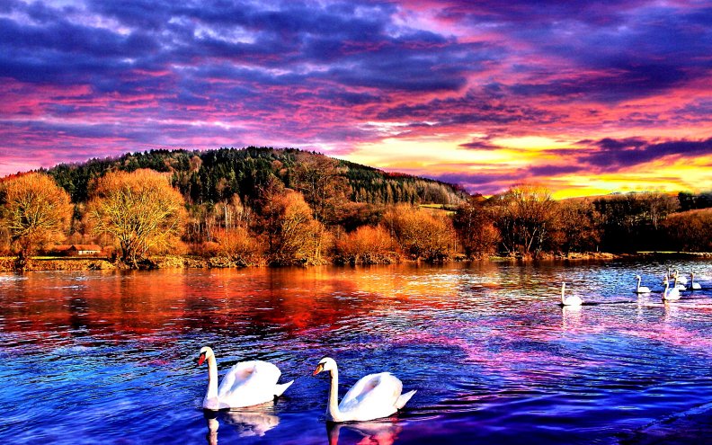swans_at_lake_sunset.jpg