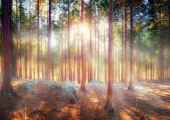 sun rays in a heavenly forest hdr