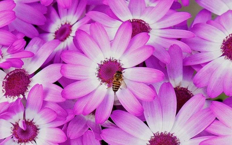 Bee on Purple Flowers