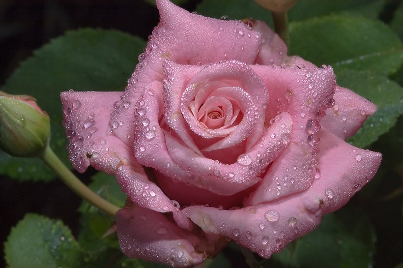 Water Droplet Pink Rose