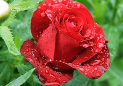 Drops On Red Beauty