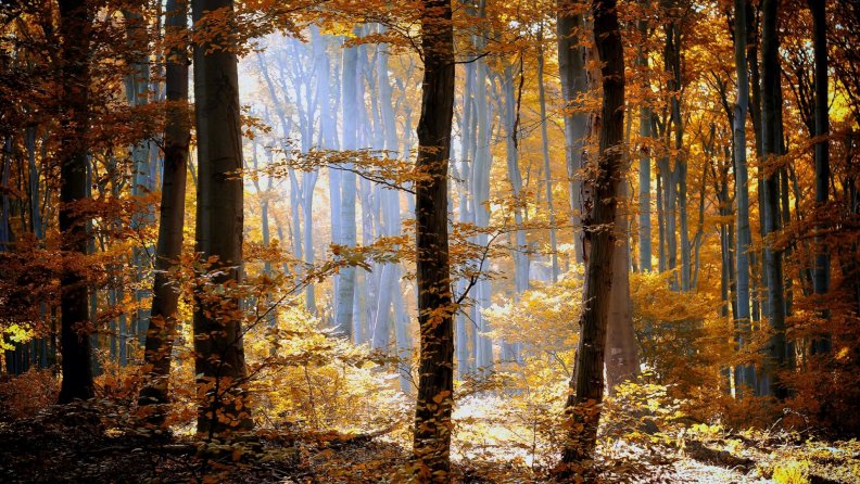 sunshine in a hazy autumn forest