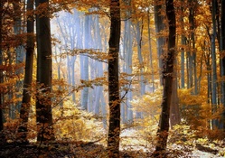 sunshine in a hazy autumn forest