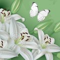 White Lily Supreme