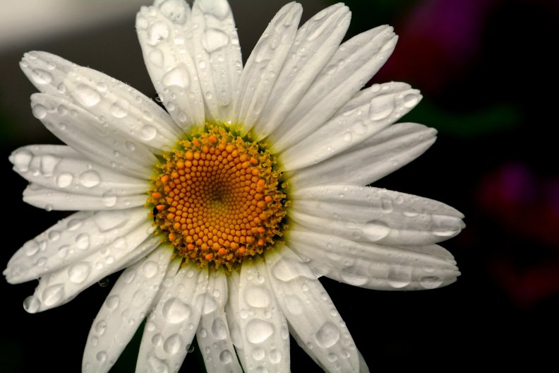 summer_rain_sunflower.jpg