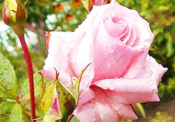 Wet Pink Rose and Buds