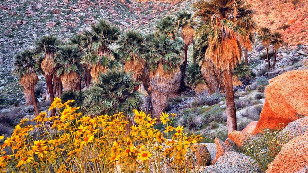 wildflowers and palm trees in a california desert