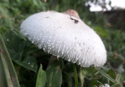 mushroom hobbit