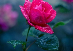 Little Pink Rose