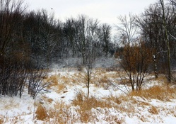 Winter Morning in Wisconsin, w/Eagle