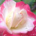 Dew on Pink and White Rose