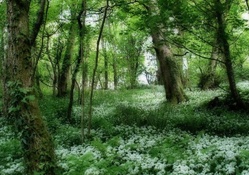 green and white carpet on forest floor