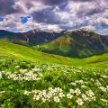 Field of flowers in the mountain
