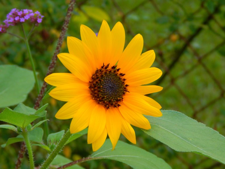 beauty_sunflower.jpg