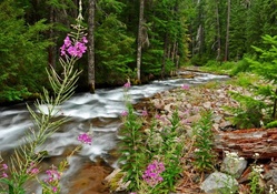 flowers by a rapid forest rever